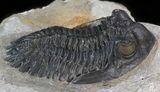 Prone Hollardops Trilobite - Sharp Eye Detail #41840-4
